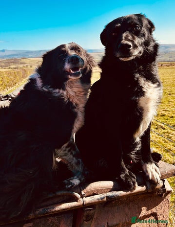 Border Collie dogs - Advert 1