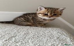 British Shorthair cats for sale: SOLD Sired by Champion FIFE dad -  Golden BSH - Image 19