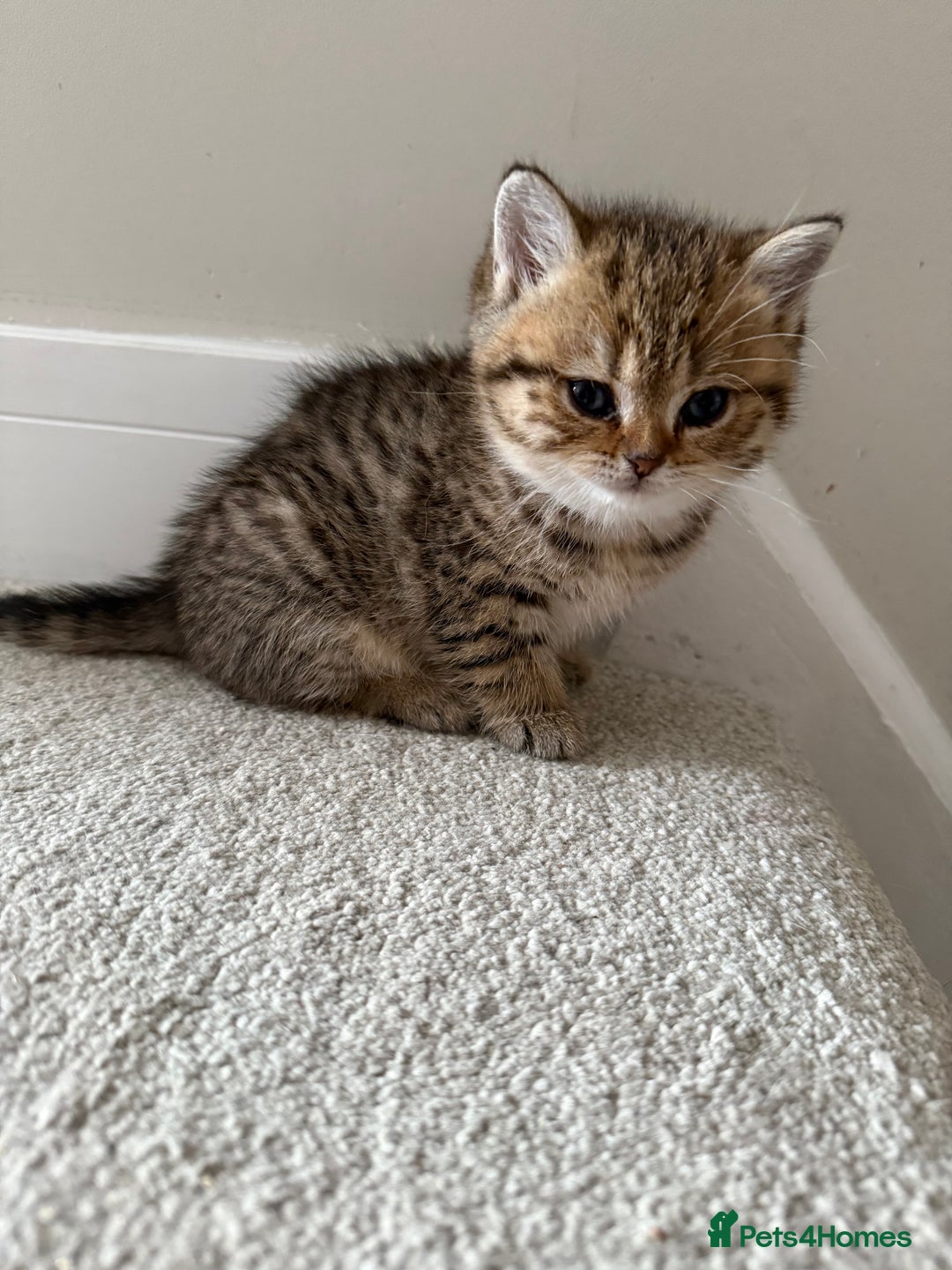 British Shorthair cats for sale: SOLD Sired by Champion FIFE dad -  Golden BSH - Image 19