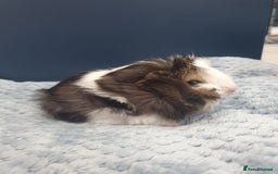 Guinea Pig rodents for sale: Absolutely Stunning Baby Boars  - Image 7