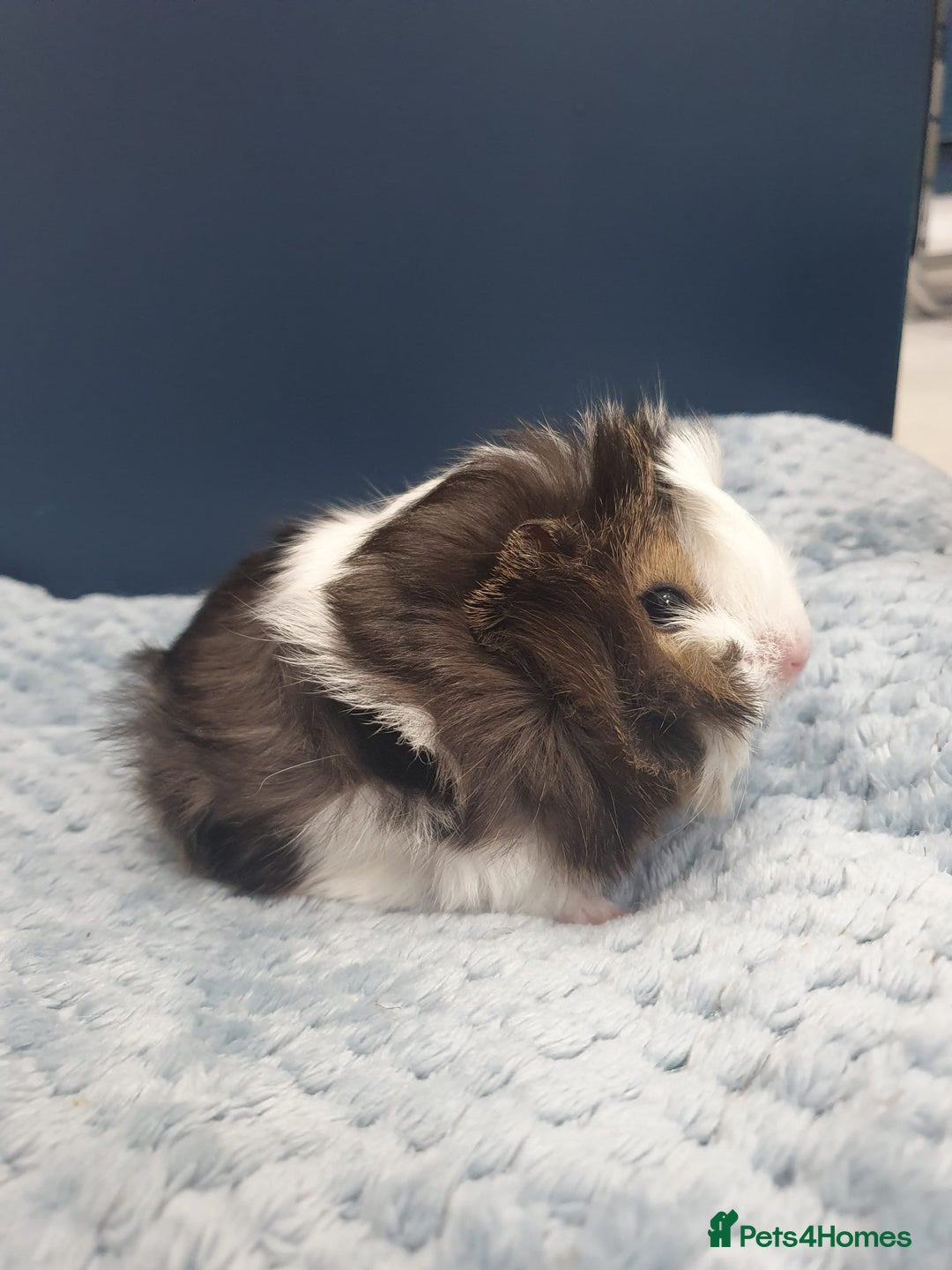 Guinea Pig rodents for sale: Absolutely Stunning Baby Boars  - Image 7