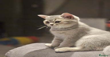 British Shorthair cats - Advert 2