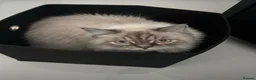 Mixed Breed cats for sale: Siberian Male cat for sale  - Advert 2