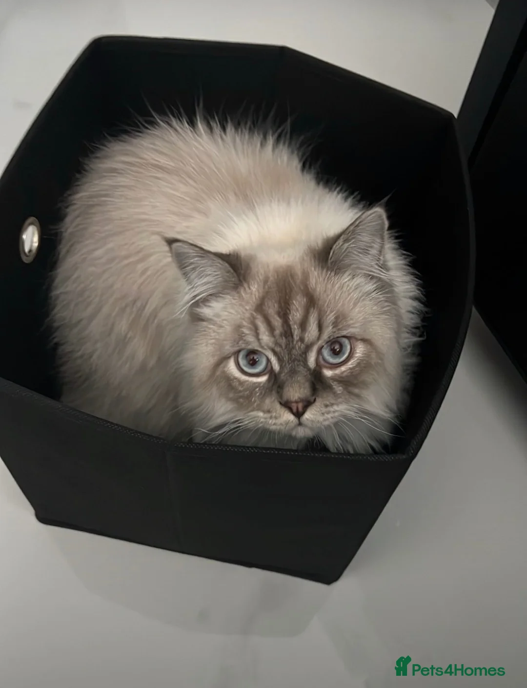 Mixed Breed cats for sale: Siberian Male cat for sale  - Advert 2