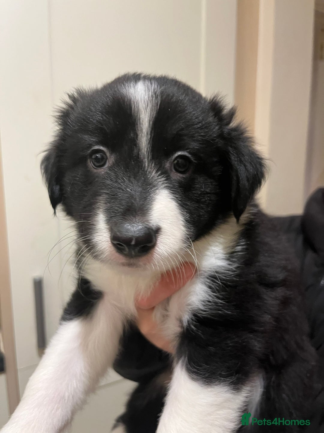 Border Collie dogs for sale: Border Collie puppies from working parents - Advert 4