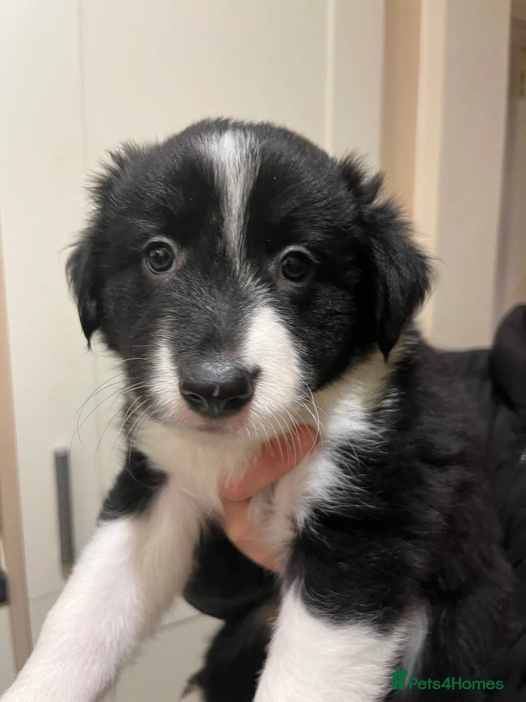 Border Collie dogs for sale: Border Collie puppies from working parents - Advert 4