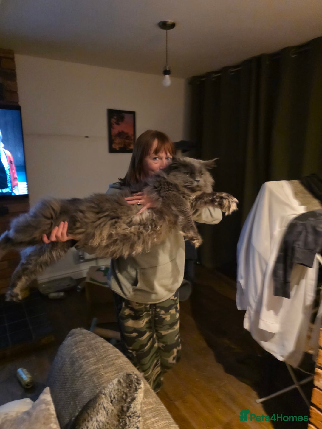 Maine Coon cats for sale: Maine coon pedigree kittens  - Advert 5