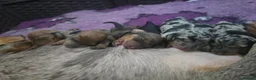 Miniature Dachshund dogs for sale: Gorgeous mini dachshund puppies in Morecambe - Advert 6