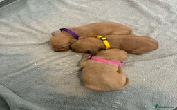 Labrador Retriever dogs for sale: 9 kc Labrador pups  - Image 5