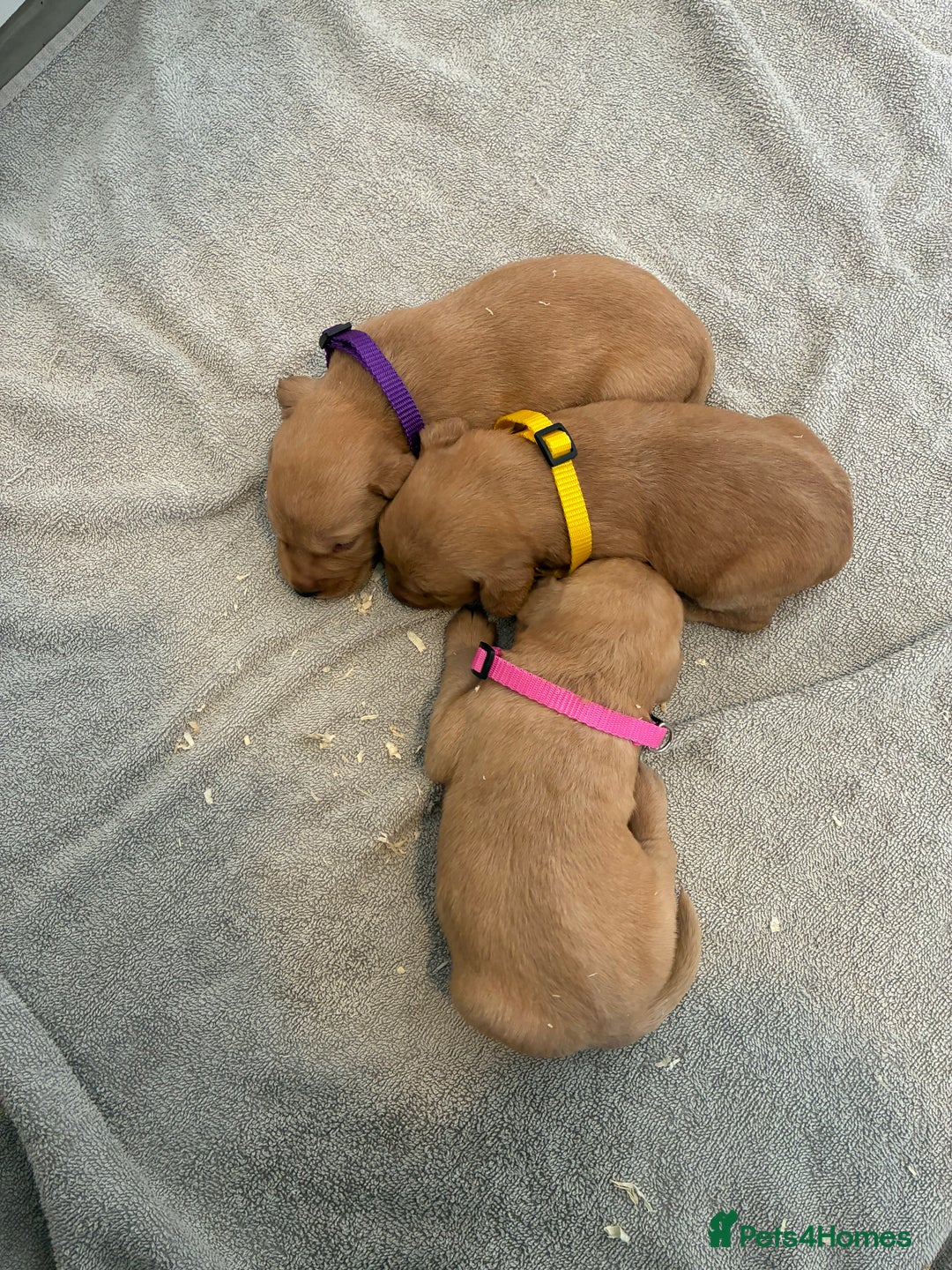 Labrador Retriever dogs for sale: 9 kc Labrador pups  - Image 5