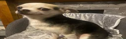 Jack Chi dogs for sale: 1/4 Jack Russell 3/4 chihuahua  - Advert 17