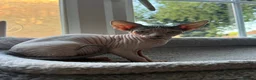 Sphynx cats for sale: Famale Kitten 😻 - Advert 6