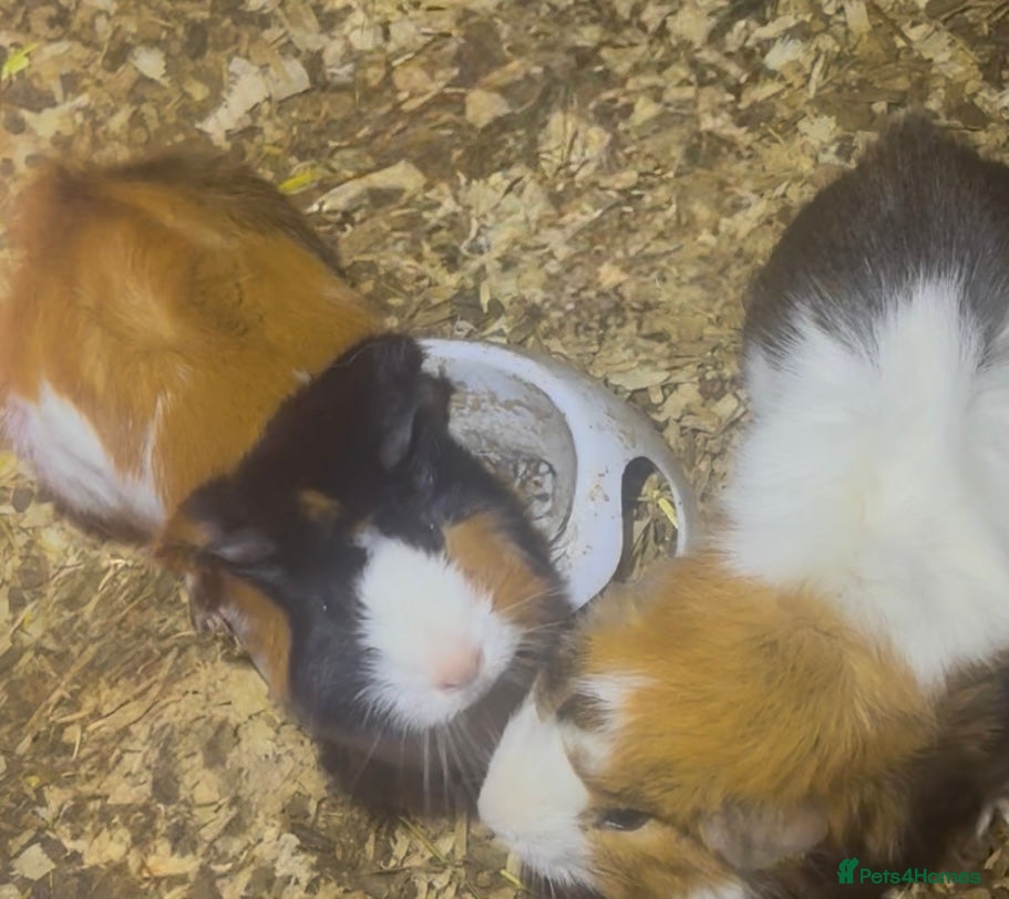 Guinea Pig rodents Two male guinea pigs eight months old  - Advert 18
