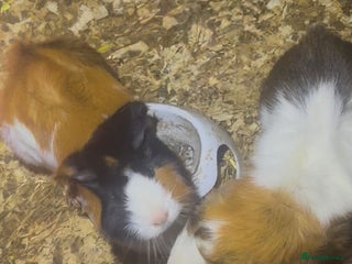 Guinea Pig rodents Two male guinea pigs eight months old - Advert 18