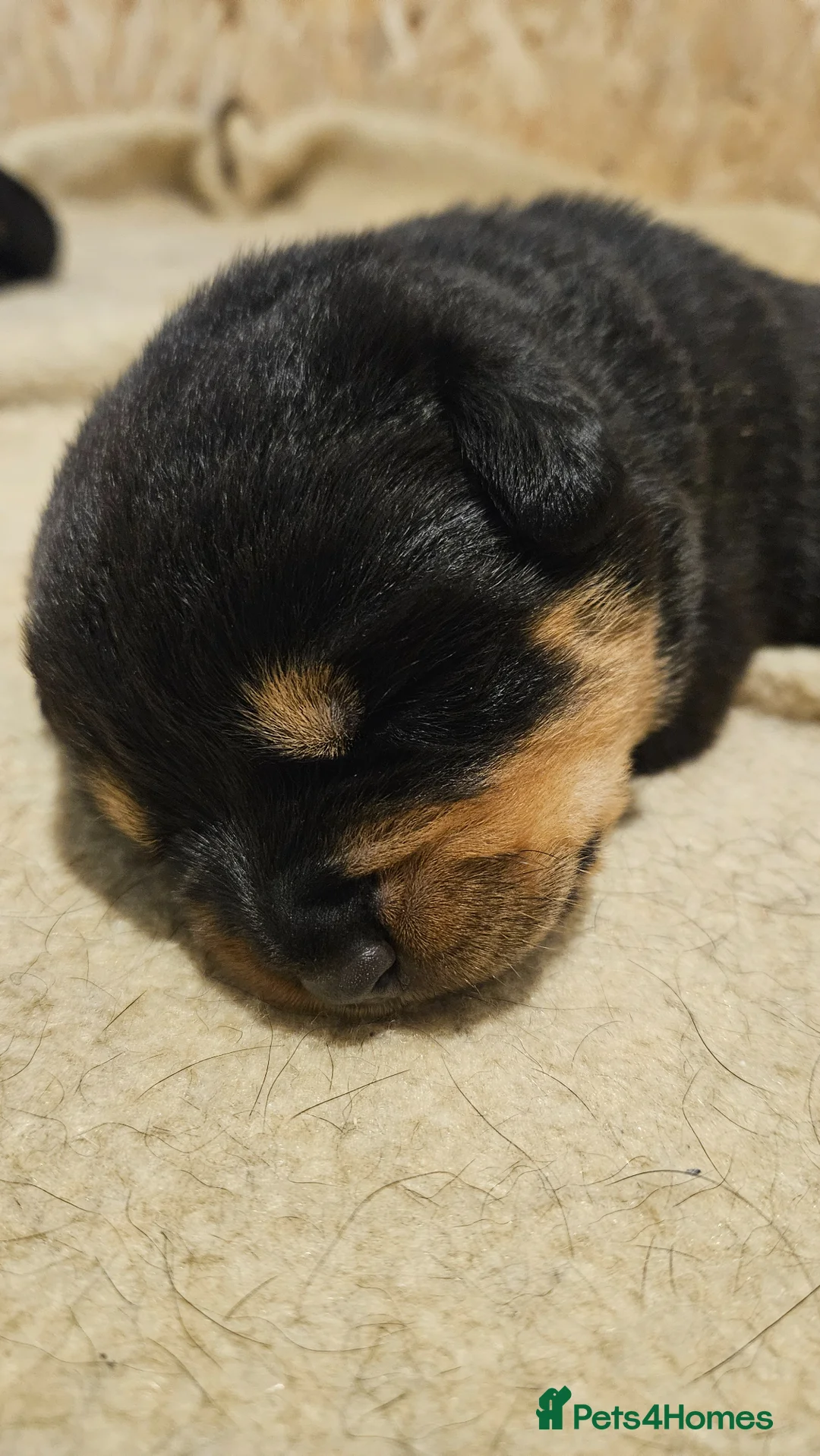 Rottweiler dogs for sale: 4 beautiful rottweiler puppies in Melton Mowbray - Advert 6