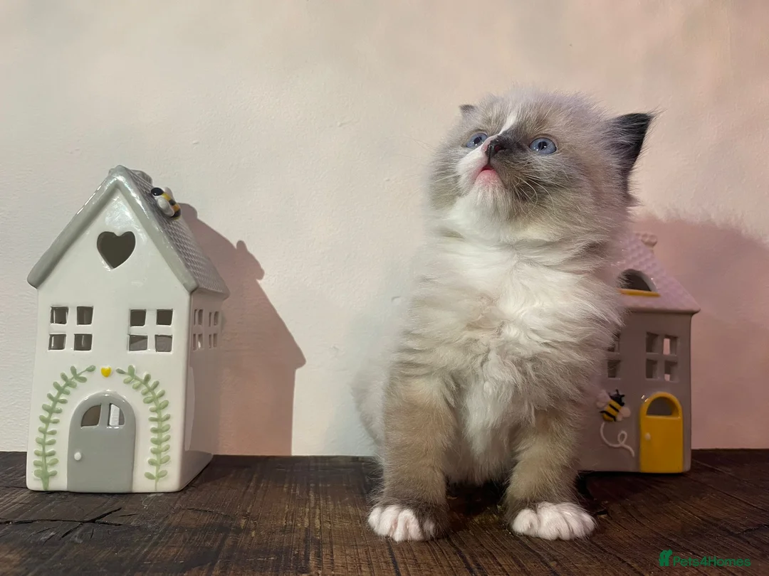 Ragdoll cats for sale: Beautiful Purebred Ragdoll Kittens  - Advert 2