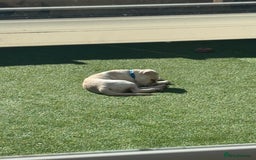 Mixed Breed dogs for sale: German sheppard mixed  - Image 5