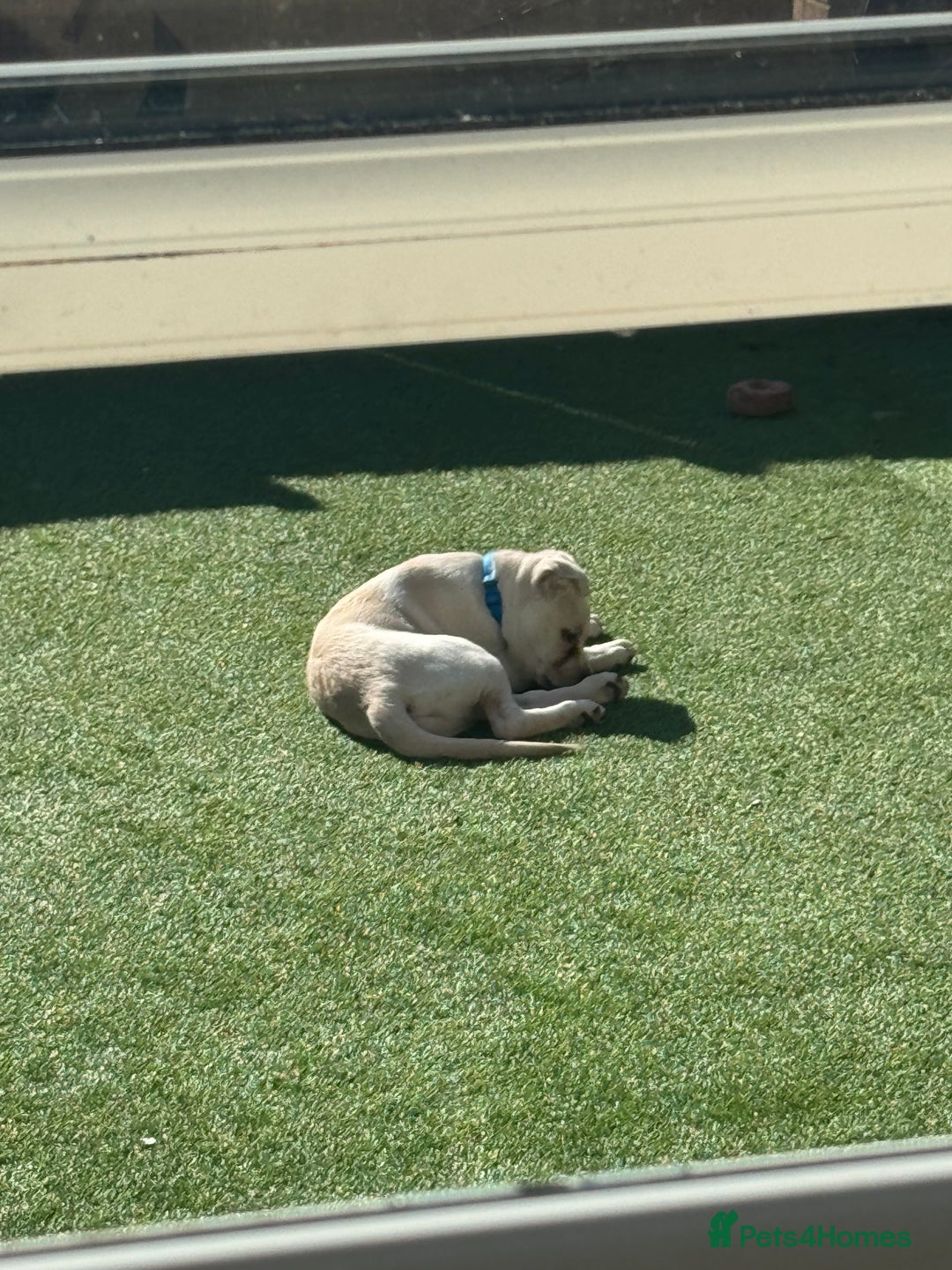 Mixed Breed dogs for sale: German sheppard mixed  - Image 5