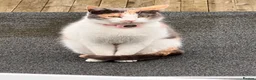Mixed Breed cats for sale: Nezuko for sale in Dartford - Advert 4