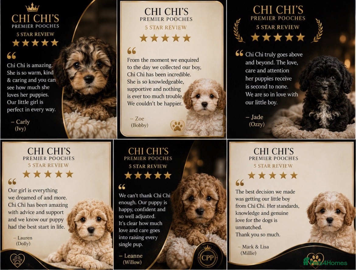 Shihpoo dogs WAITING LIST Toy shihpoo puppies  - Advert 2