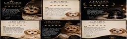 Shihpoo dogs for sale: WAITING LIST Toy shihpoo puppies  - Advert 6