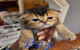Scottish Fold cats for sale: Scottish Fold Kittens - Image 25