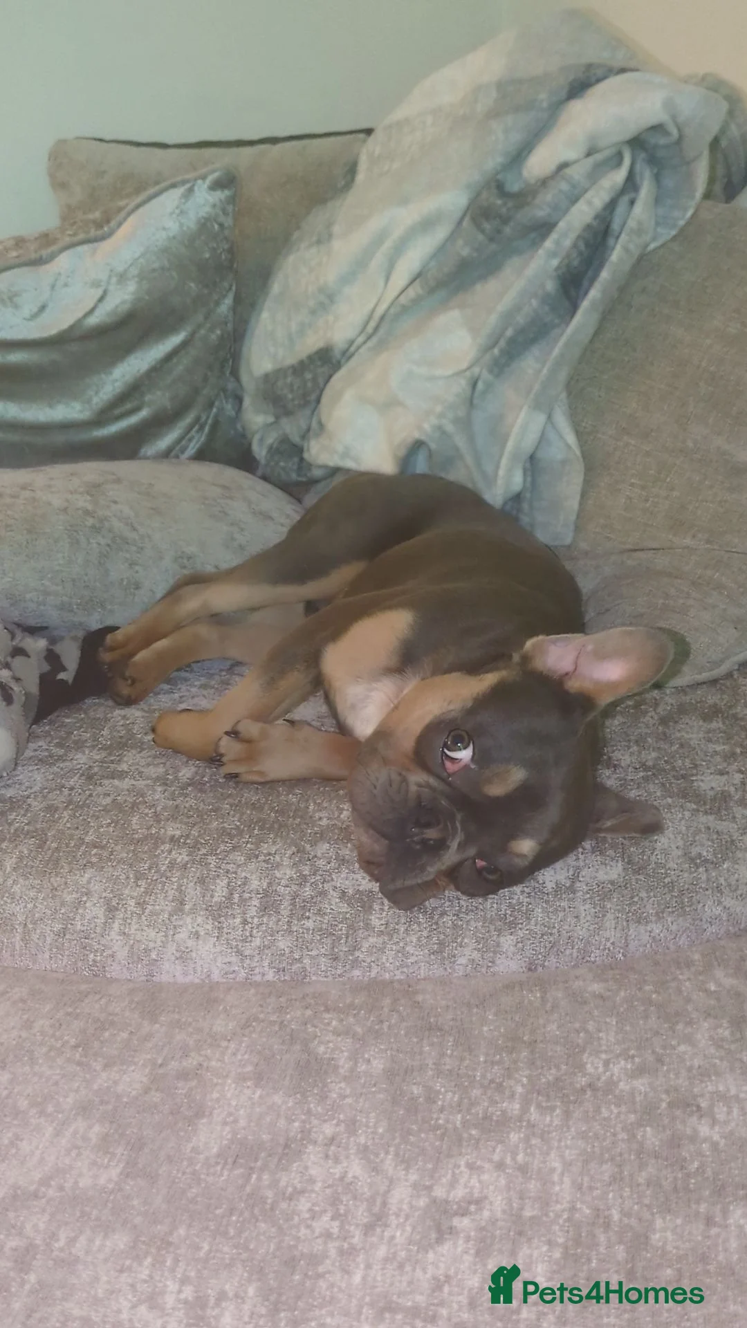 French Bulldog dogs for sale: Frenchie male Reggie 8 months old in Sheffield - Advert 16