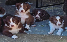 Border Collie dogs for sale: Red/White border collie puppies - Image 7
