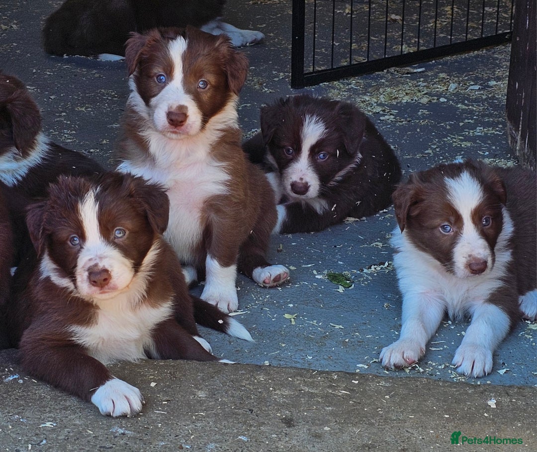 Border Collie dogs for sale: Red/White border collie puppies - Image 7