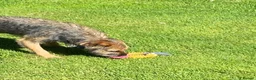 Border Terrier dogs for sale: Border Terrier Male  - Advert 4