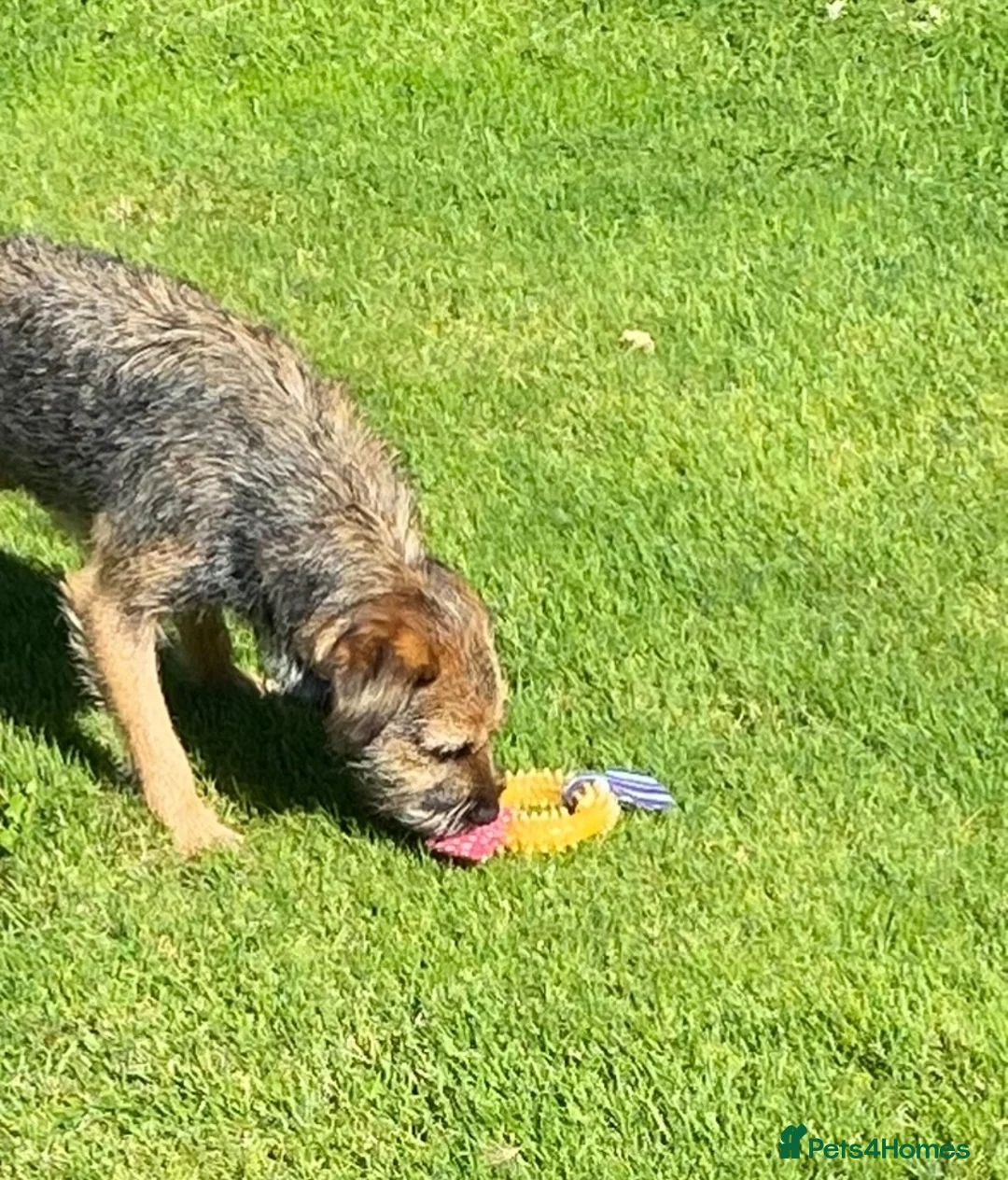 Border Terrier dogs for sale: Border Terrier Male  - Advert 4