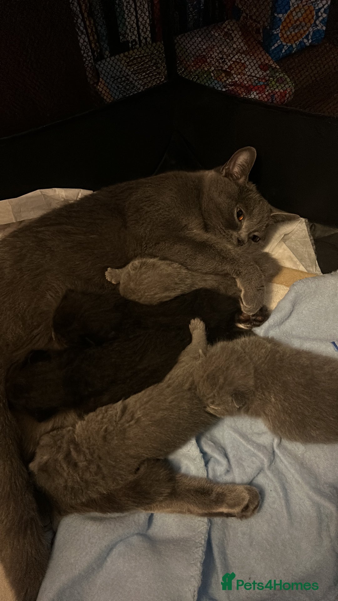 British Shorthair cats for sale: Pure British shorthair kittens  - Advert 5