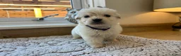 Golden Retriever dogs for sale: Our beautiful golden retriever pups - Advert 10