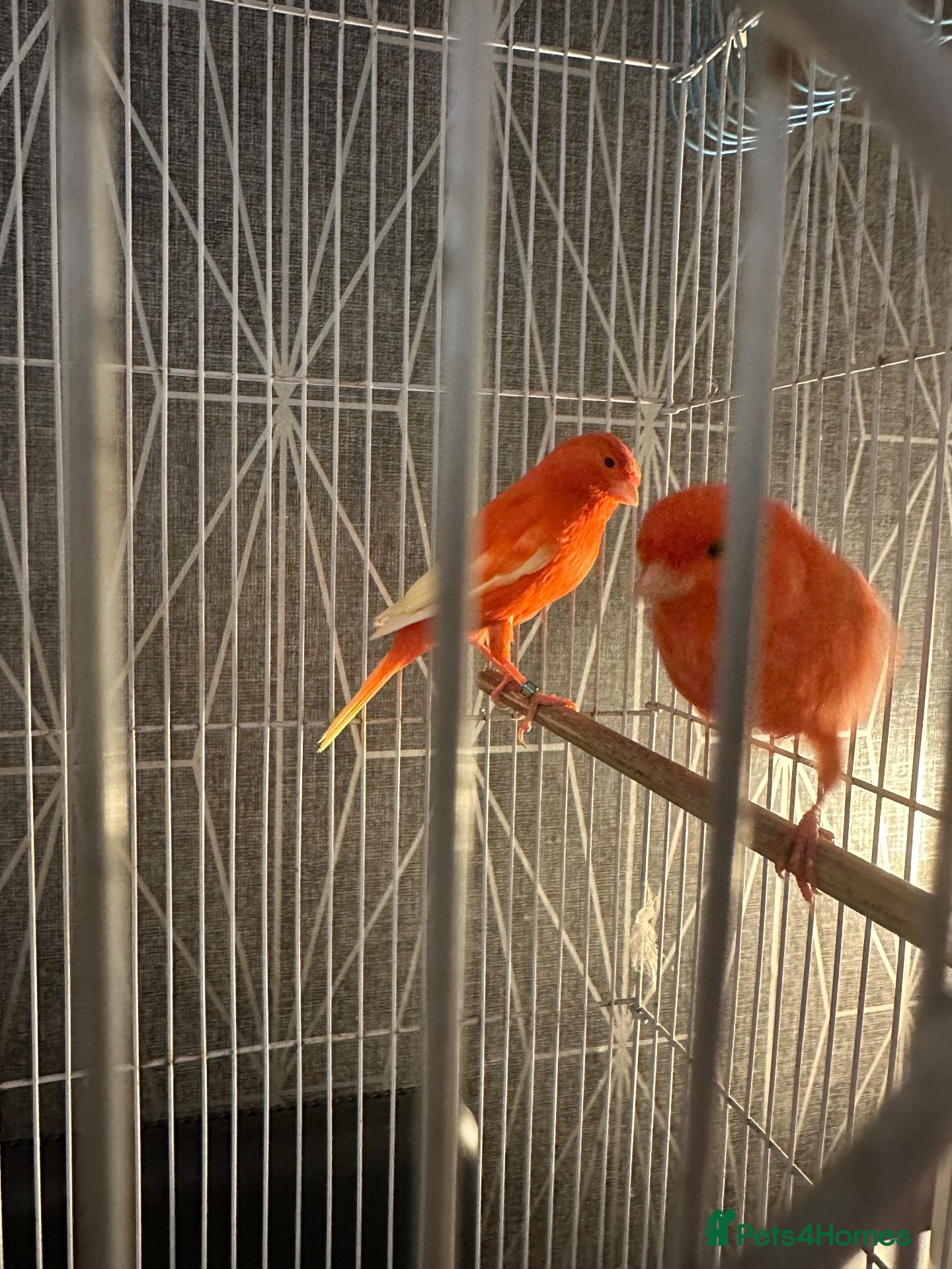 Canaries birds for sale: Pair of red factor canaries  - Advert 1
