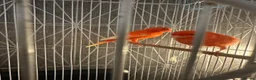 Canaries birds for sale: Pair of red factor canaries  - Advert 1