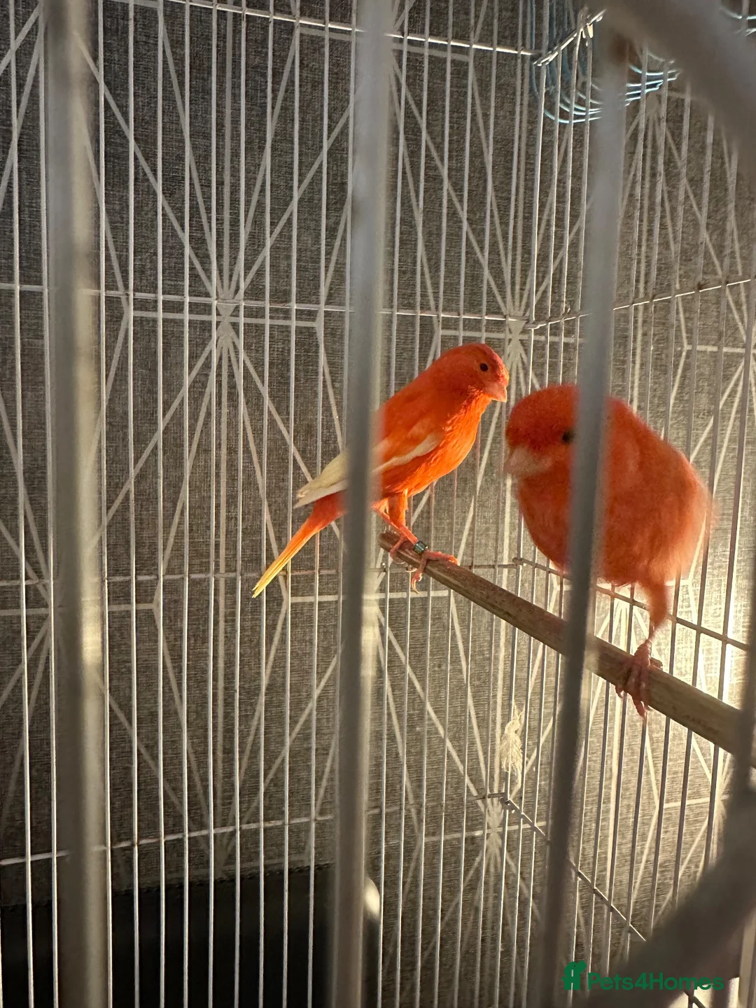 Canaries birds for sale: Pair of red factor canaries  - Advert 1