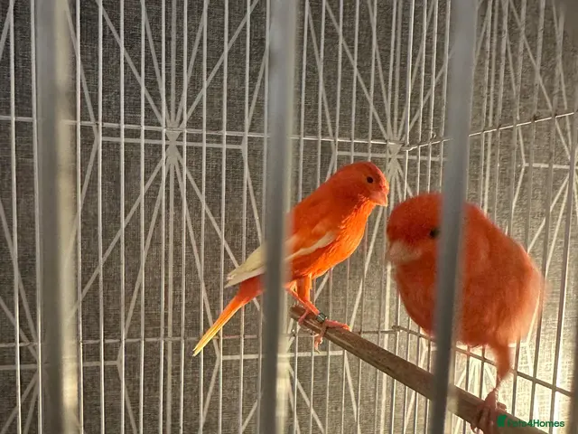 Canaries birds for sale: Pair of red factor canaries - Advert 1