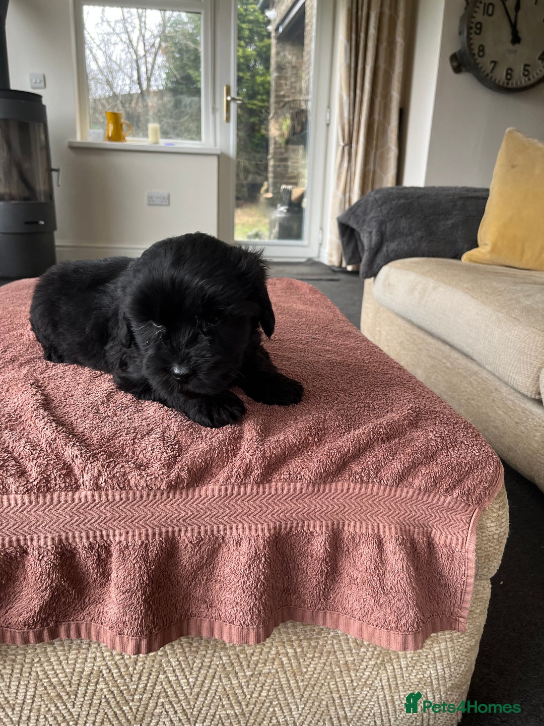 Labradoodle dogs for sale: Beautiful healthy Labradoodle Puppied - Advert 20