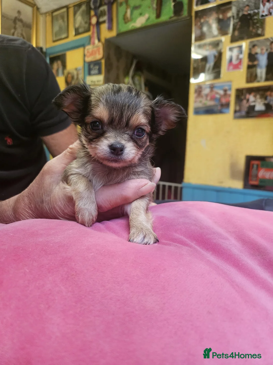 Chihuahua dogs for sale: Long haired chihuahuas - Advert 3