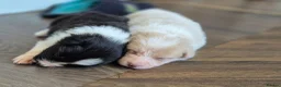 Border Collie dogs for sale: Exceptional, health tested, KC registered puppies - Advert 7
