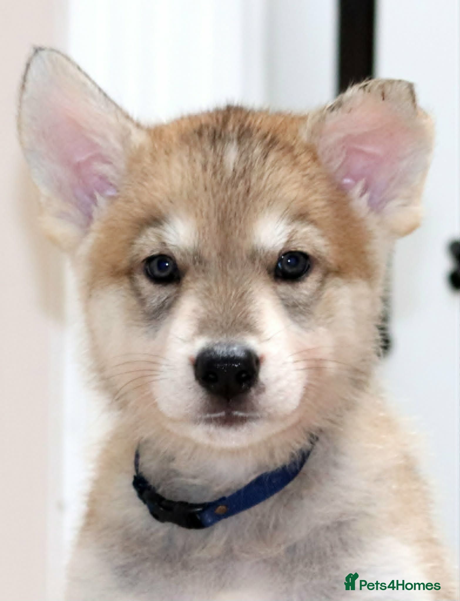 Saarloos Wolfdog dogs Timber Dog puppies - Advert 1