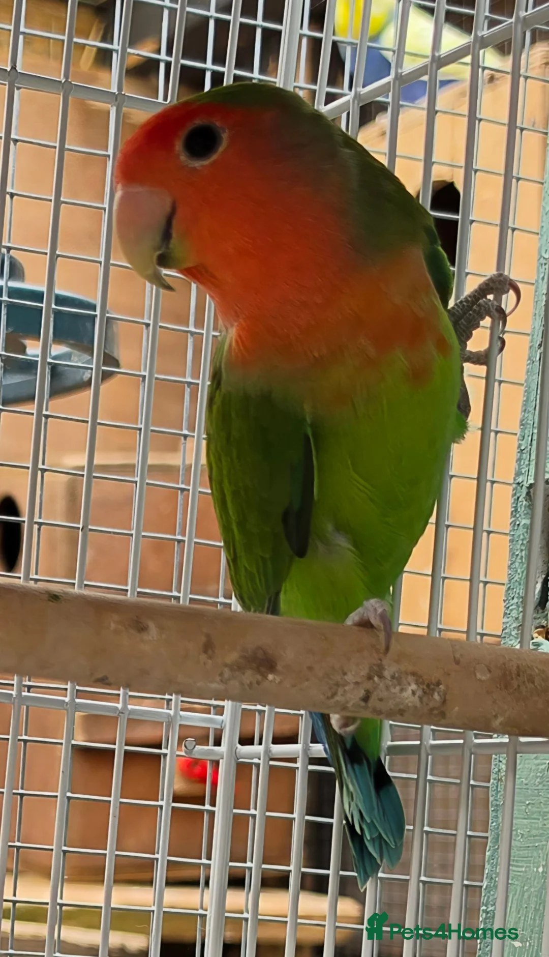 Lovebirds birds for sale: Lovebirds - Peach Face in Grantham - Advert 2