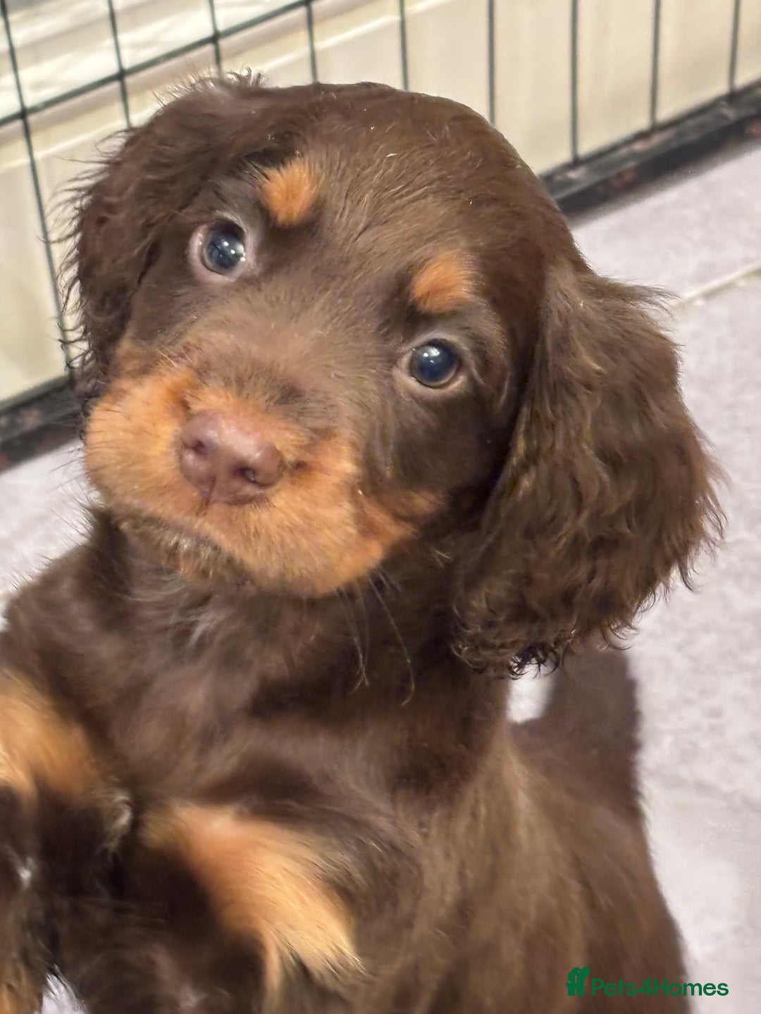 Cocker Spaniel dogs for sale: Working cocker spaniel now ready - Advert 21