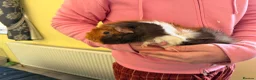 Guinea Pig rodents for sale: 4 Male Guinea Pigs in Hertford - Advert 4