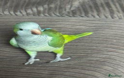 Parakeets birds for sale: Male Tame Quaker Parrot - Image 4