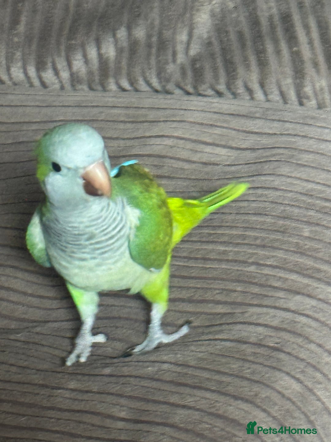 Parakeets birds for sale: Male Tame Quaker Parrot - Image 4