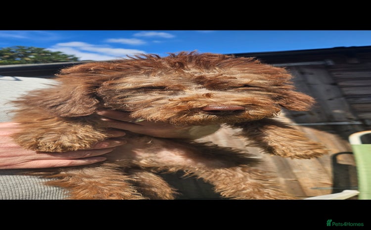 Mixed Breed dogs - Advert 1