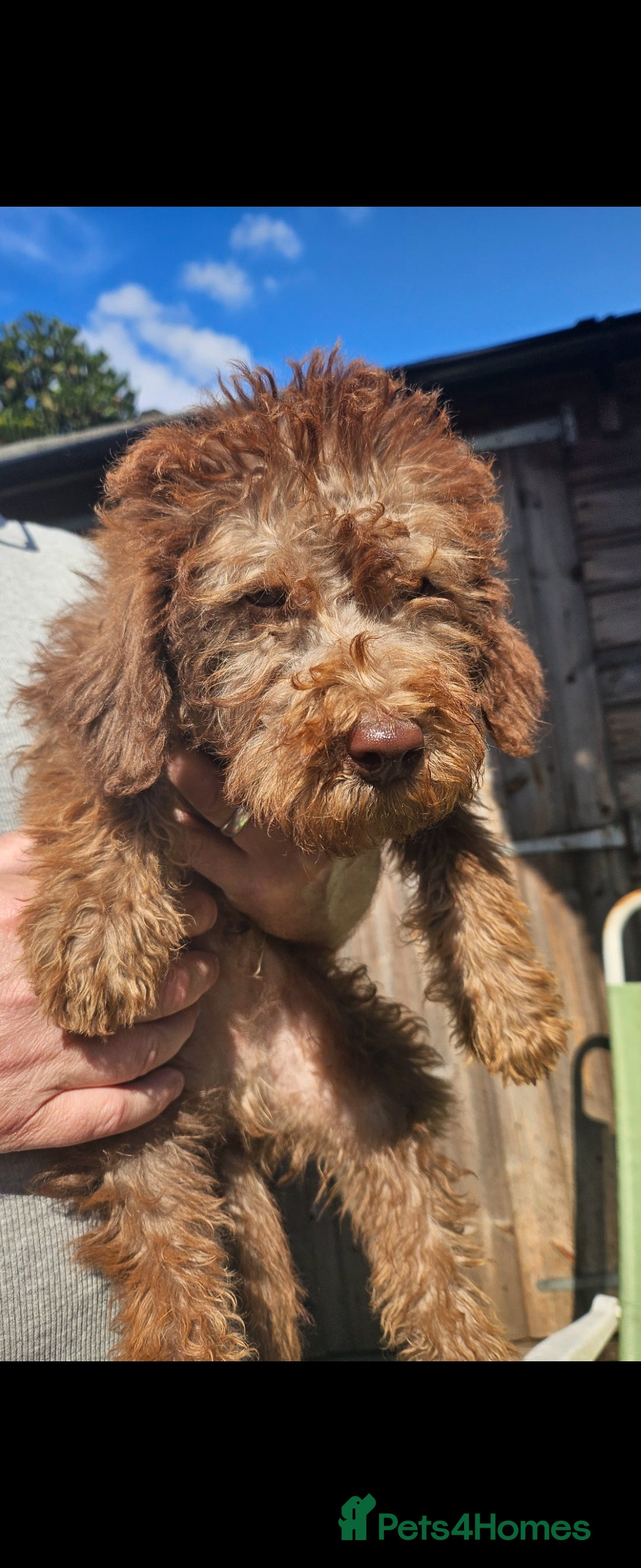 Mixed Breed dogs for sale: Miniature labradoodle cockapoo bedlington pup - Image 1