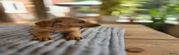 Labradoodle dogs for sale: 4 Gorgeous Fluffy Labradoodle girls - Advert 15