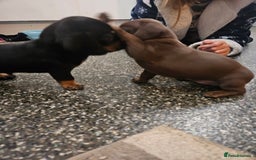 Mixed Breed dogs for sale: Pug x miniature dachshund *Only one left* - Image 18